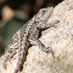 Amphibolurus muricatus at Tennent, ACT - 31 Mar 2023