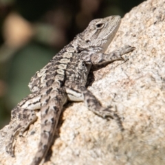 Amphibolurus muricatus at Tennent, ACT - 31 Mar 2023 02:14 PM
