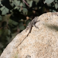 Amphibolurus muricatus at Tennent, ACT - 31 Mar 2023 02:14 PM