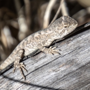 Amphibolurus muricatus at Tennent, ACT - 31 Mar 2023 03:15 PM