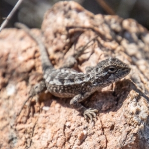 Diporiphora nobbi at Tennent, ACT - 31 Mar 2023