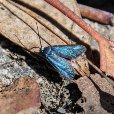 Pollanisus (genus) (A Forester Moth) at Tennent, ACT - 31 Mar 2023 by SWishart