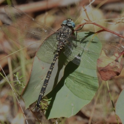 Austroaeschna multipunctata (Multi-spotted Darner) at Namadgi National Park - 11 Apr 2023 by JohnBundock