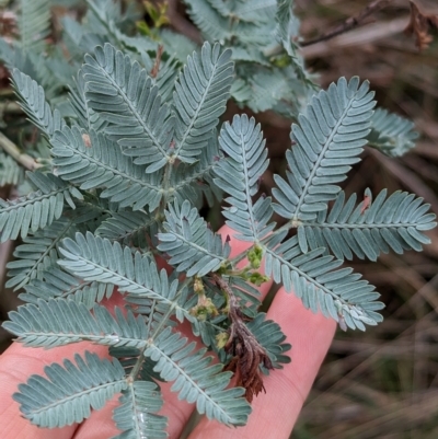 Acacia baileyana (Cootamundra Wattle, Golden Mimosa) at Mumbil, NSW - 7 Apr 2023 by Darcy