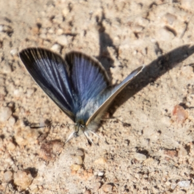 Zizina otis (Common Grass-Blue) at Tennent, ACT - 31 Mar 2023 by SWishart