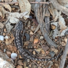 Pogona barbata (Eastern Bearded Dragon) at Mumbil, NSW - 7 Apr 2023 by Darcy