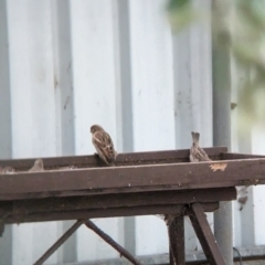 Passer domesticus (House Sparrow) at Wellington, NSW - 8 Apr 2023 by Darcy