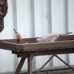 Ocyphaps lophotes (Crested Pigeon) at Wellington, NSW - 8 Apr 2023 by Darcy