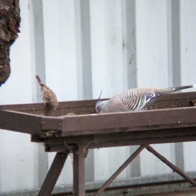 Ocyphaps lophotes (Crested Pigeon) at Wellington, NSW - 8 Apr 2023 by Darcy