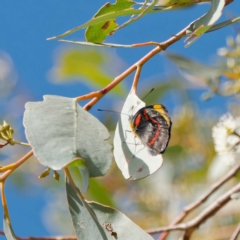 Delias nigrina at Cullerin, NSW - 10 Apr 2023 03:03 PM