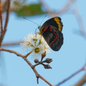 Delias nigrina at Cullerin, NSW - 10 Apr 2023 03:03 PM