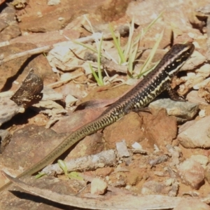 Eulamprus heatwolei at Cotter River, ACT - 11 Apr 2023 11:23 AM