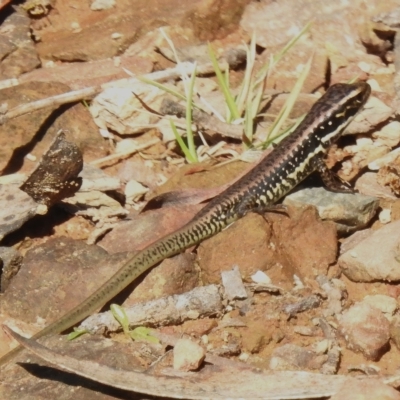 Eulamprus heatwolei (Yellow-bellied Water Skink) at Namadgi National Park - 11 Apr 2023 by JohnBundock