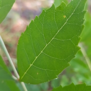 Fraxinus angustifolia at Campbell, ACT - 28 Mar 2023 09:31 AM