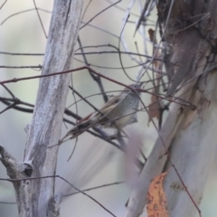 Acanthiza pusilla (Brown Thornbill) at Aranda Bushland - 24 Mar 2023 by HappyWanderer