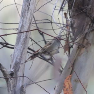 Acanthiza pusilla at Molonglo Valley, ACT - 24 Mar 2023