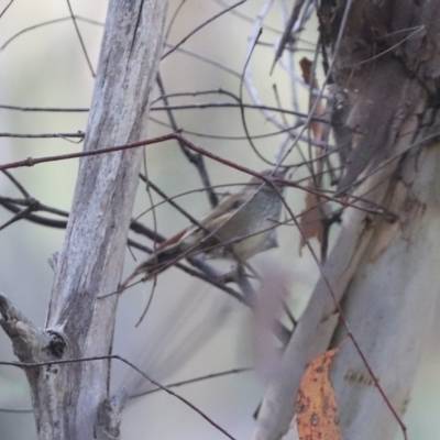 Acanthiza pusilla (Brown Thornbill) at Molonglo Valley, ACT - 24 Mar 2023 by HappyWanderer