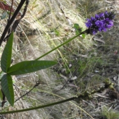 Cullen microcephalum (Dusky Scurf-pea) at Cotter River, ACT - 11 Apr 2023 by JohnBundock