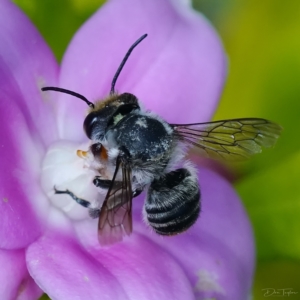 Megachile (Eutricharaea) maculariformis at Page, ACT - suppressed