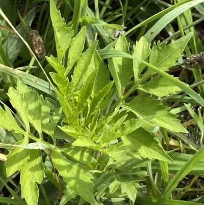 Bidens subalternans (Greater Beggars Ticks) at Holt, ACT - 11 Apr 2023 by SteveBorkowskis