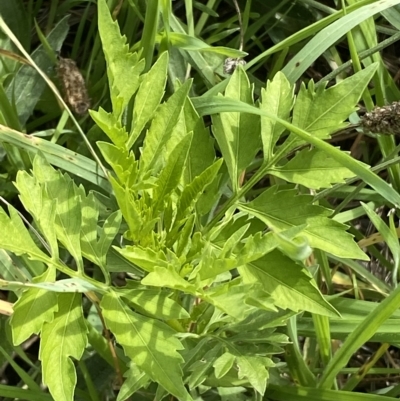 Bidens subalternans (Greater Beggars Ticks) at Holt, ACT - 11 Apr 2023 by Steve_Bok