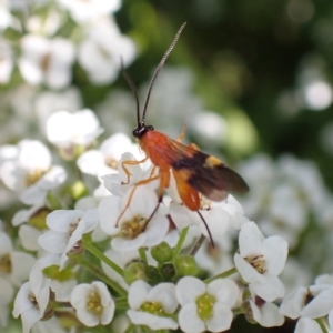 Agathidinae sp. (subfamily) at Murrumbateman, NSW - 11 Apr 2023