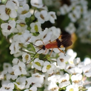 Agathidinae sp. (subfamily) at Murrumbateman, NSW - 11 Apr 2023