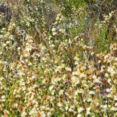 Kunzea muelleri (Yellow Kunzea) at Tinderry, NSW - 24 Jan 2023 by Philip