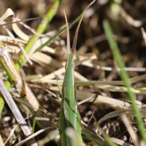 Acrida conica at Fyshwick, ACT - 11 Apr 2023