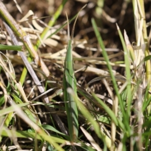 Acrida conica at Fyshwick, ACT - 11 Apr 2023