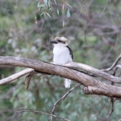 Dacelo novaeguineae at Fyshwick, ACT - 11 Apr 2023