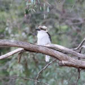 Dacelo novaeguineae at Fyshwick, ACT - 11 Apr 2023 12:14 PM