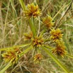 Cyperus eragrostis (Umbrella Sedge) at Uriarra, NSW - 11 Apr 2023 by JohnBundock