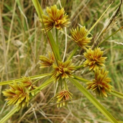 Cyperus eragrostis (Umbrella Sedge) at Uriarra, NSW - 11 Apr 2023 by JohnBundock