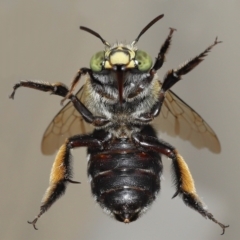 Apis mellifera at Wellington Point, QLD - 11 Apr 2023 by TimL