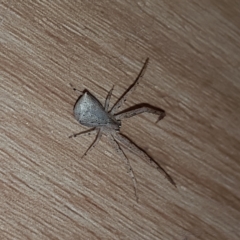 Sidymella trapezia at Kambah, ACT - 10 Apr 2023 05:37 PM