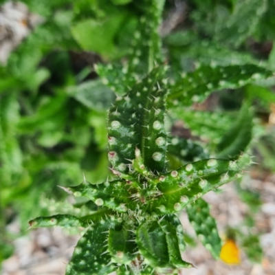 Helminthotheca echioides (Ox-tongue) at Gungahlin, ACT - 12 Apr 2023 by Jiggy