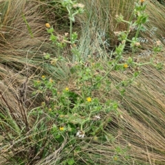 Helminthotheca echioides at Gungahlin, ACT - 12 Apr 2023