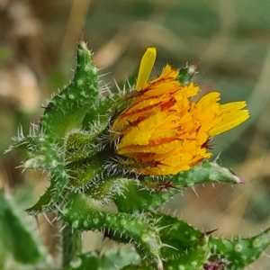 Helminthotheca echioides at Gungahlin, ACT - 12 Apr 2023