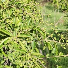 Ligustrum lucidum (Large-leaved Privet) at The Pinnacle - 11 Apr 2023 by sangio7