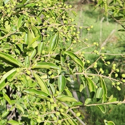 Ligustrum lucidum (Large-leaved Privet) at Weetangera, ACT - 10 Apr 2023 by sangio7