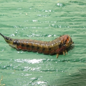 Pterygophorinae (subfamily) at Flynn, ACT - 12 Apr 2023