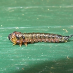 Pterygophorinae (subfamily) at Flynn, ACT - 12 Apr 2023