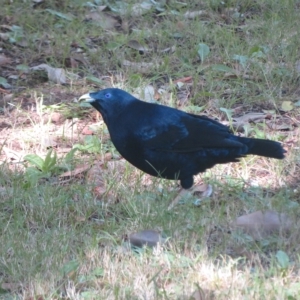 Ptilonorhynchus violaceus at Flynn, ACT - 11 Apr 2023