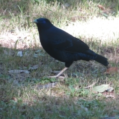 Ptilonorhynchus violaceus at Flynn, ACT - 11 Apr 2023