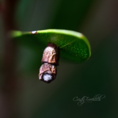 Spilonota constrictana (A Tortricid moth) at Holt, ACT - 12 Apr 2023 by Cristy1676