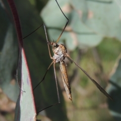 Leptotarsus (Leptotarsus) sp.(genus) (A Crane Fly) at Bruce Ridge to Gossan Hill - 30 Oct 2022 by michaelb