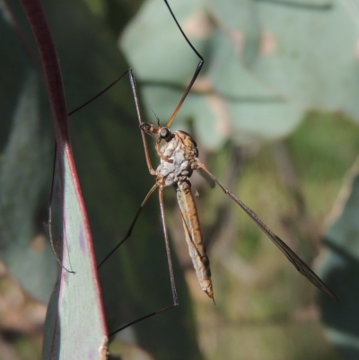 Leptotarsus (Leptotarsus) sp.(genus) (A Crane Fly) at Flea Bog Flat, Bruce - 30 Oct 2022 by michaelb