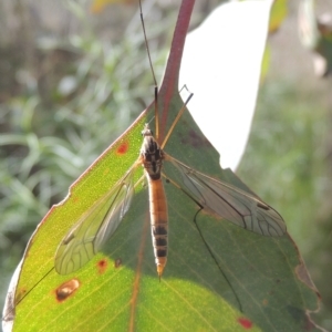 Leptotarsus (Leptotarsus) sp.(genus) at Bruce, ACT - 30 Oct 2022