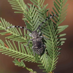 Ancita sp. (genus) (Longicorn or longhorn beetle) at O'Connor, ACT - 16 Feb 2023 by ConBoekel